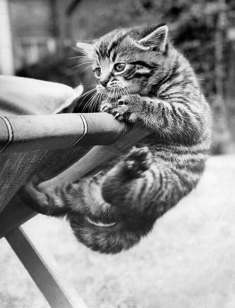 Tabby kitten and deckchair