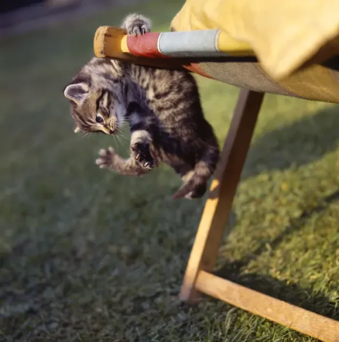 Framed Print : Tabby kitten and deckchair Framed Print : Tabby kitten and deckchair