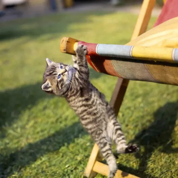 Framed Print : Tabby kitten and deckchair Framed Print : Tabby kitten and deckchair