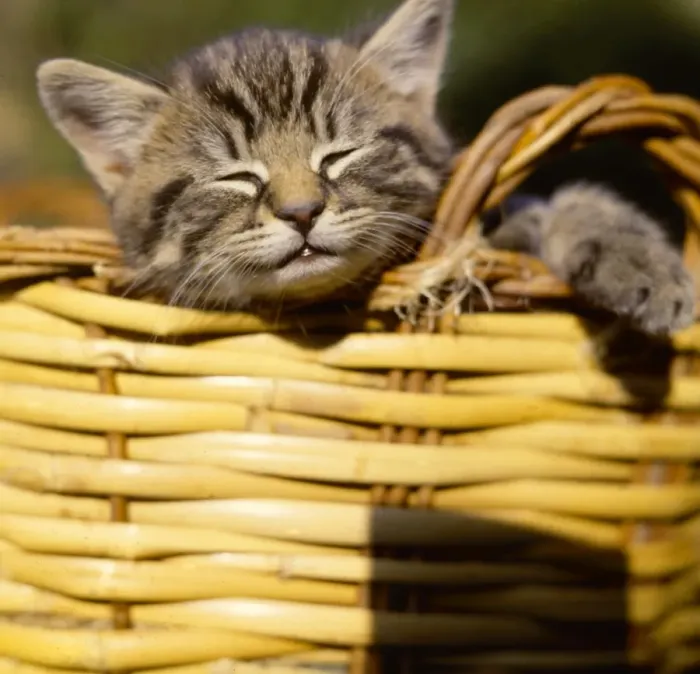Framed Print : Tabby kitten dozing in a basket Framed Print : Tabby kitten dozing in a basket