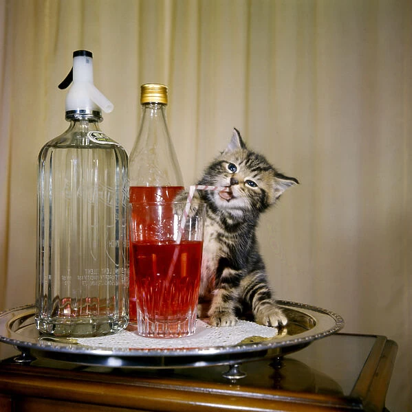 Tabby kitten with drinks tray