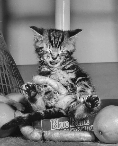 Tabby kitten with food from a shopping bag
