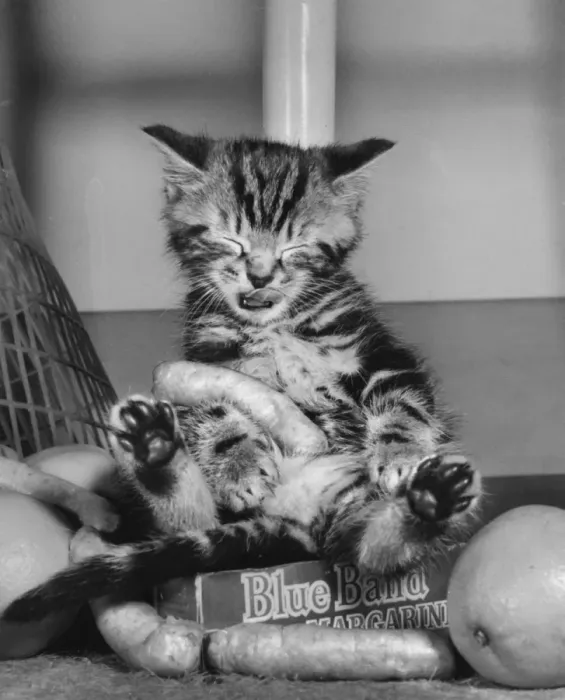 Framed Print : Tabby kitten with food from a shopping bag Framed Print : Tabby kitten with food from a shopping bag