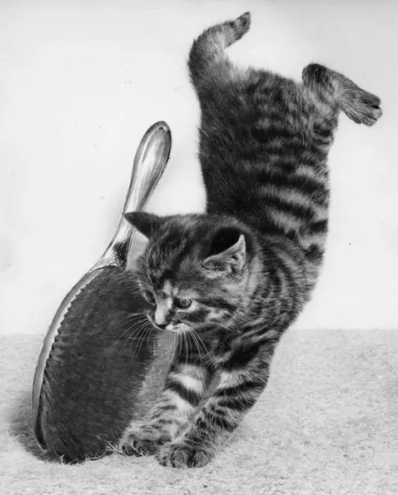 Framed Print : Tabby kitten with hairbrush Framed Print : Tabby kitten with hairbrush