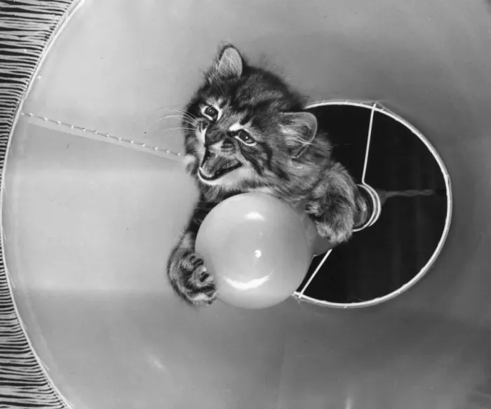 Framed Print : Tabby kitten with light bulb Framed Print : Tabby kitten with light bulb