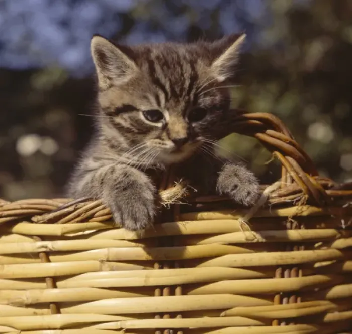 Framed Print : Tabby kitten looking out of a basket Framed Print : Tabby kitten looking out of a basket