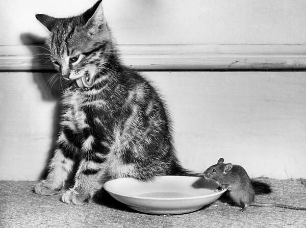 Tabby kitten, mouse and saucer