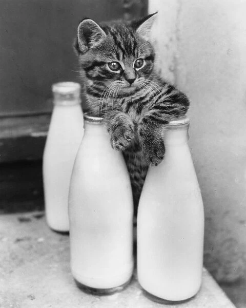 Tabby kitten with three pints of milk