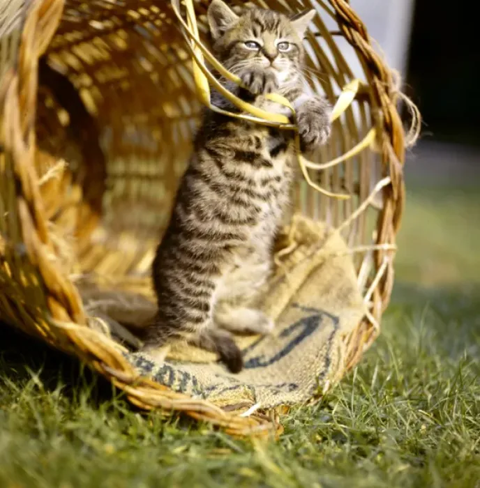 Framed Print : Tabby kitten playing inside a basket Framed Print : Tabby kitten playing inside a basket