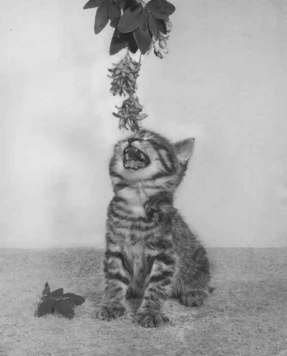 Framed Print : Tabby kitten reaching for a branch Framed Print : Tabby kitten reaching for a branch