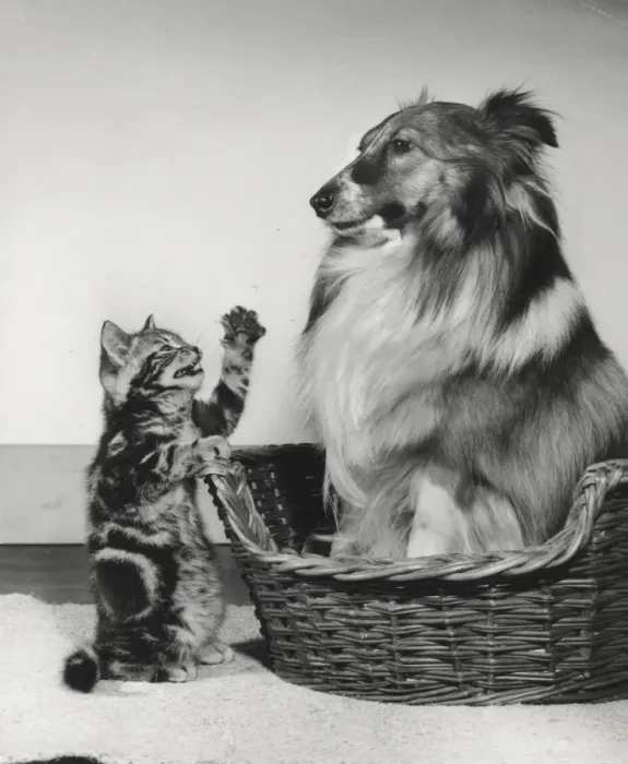 Framed Print : Tabby kitten remonstrates with a Collie dog Framed Print : Tabby kitten remonstrates with a Collie dog