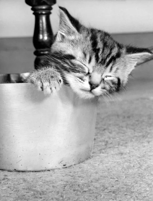 Framed Print : Tabby kitten in a saucepan Framed Print : Tabby kitten in a saucepan