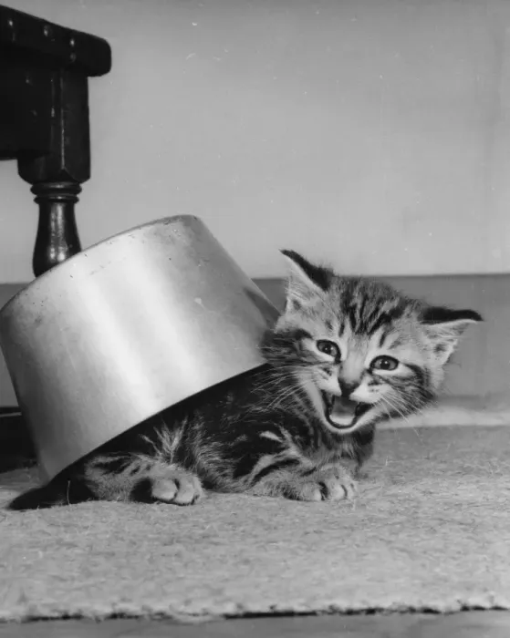 Framed Print : Tabby kitten under a saucepan Framed Print : Tabby kitten under a saucepan