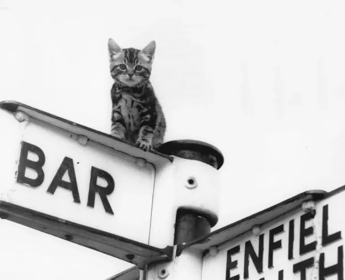 Framed Print : Tabby kitten on top of a signpost Framed Print : Tabby kitten on top of a signpost