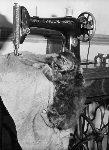 Tabby kitten with Singer sewing machine