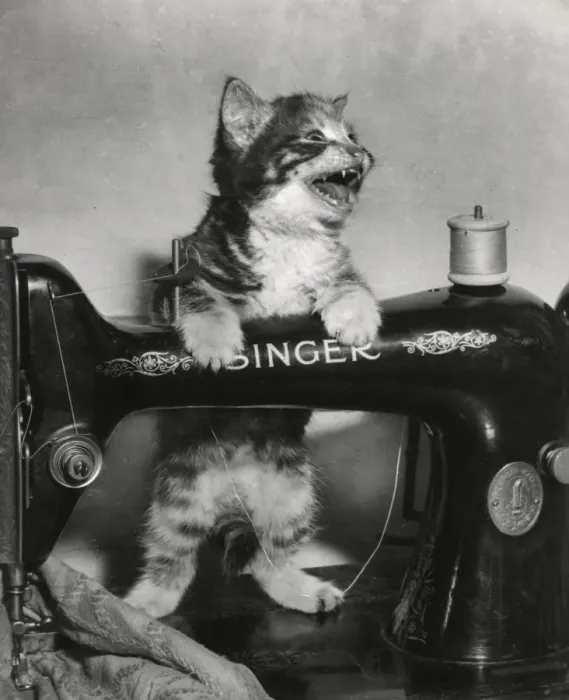 Framed Print : Tabby kitten with Singer sewing machine Framed Print : Tabby kitten with Singer sewing machine
