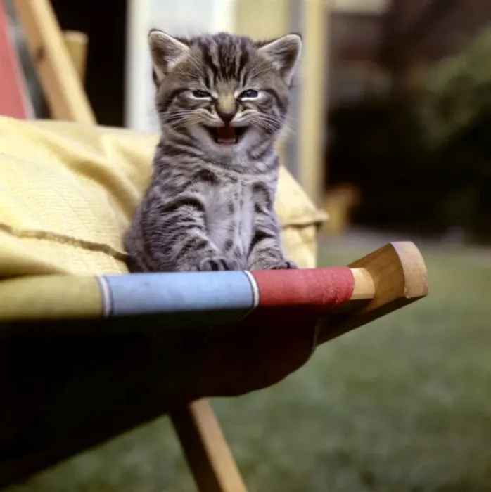 Framed Print : Tabby kitten sitting on a deckchair Framed Print : Tabby kitten sitting on a deckchair