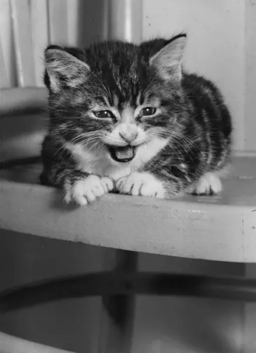 Framed Print : Tabby kitten sitting on a kitchen chair Framed Print : Tabby kitten sitting on a kitchen chair