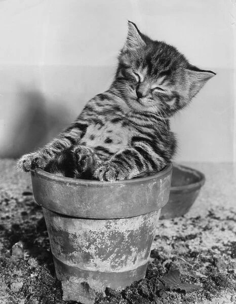Tabby kitten sitting in a plantpot