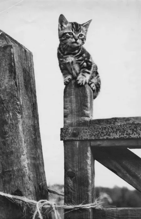 Framed Print : Tabby kitten sitting on a wooden gatepost Framed Print : Tabby kitten sitting on a wooden gatepost