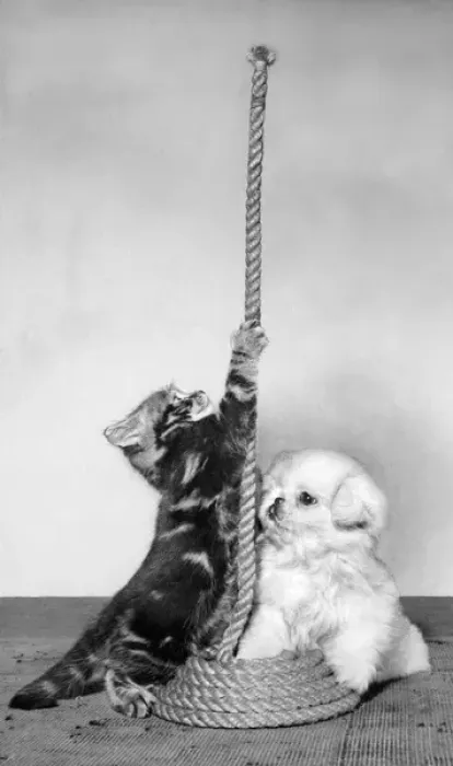 Framed Print : Tabby kitten, small white puppy and coil of rope Framed Print : Tabby kitten, small white puppy and coil of rope