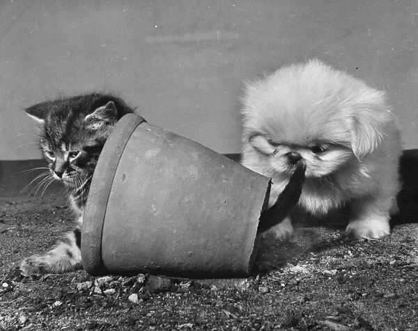 Tabby kitten, small white puppy and a plantpot