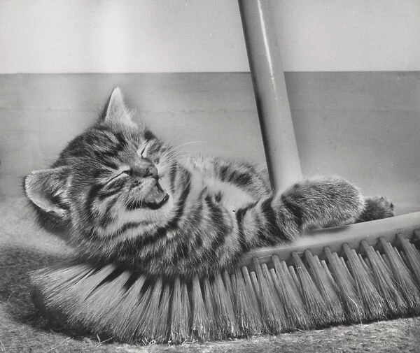 Tabby kitten and sweeping brush