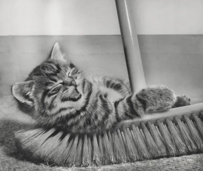 Framed Print : Tabby kitten and sweeping brush Framed Print : Tabby kitten and sweeping brush