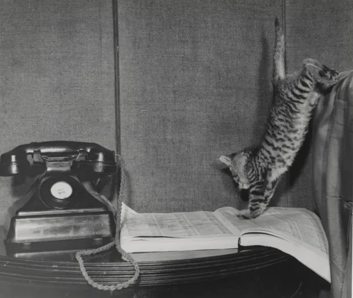 Framed Print : Tabby kitten with telephone and directory Framed Print : Tabby kitten with telephone and directory