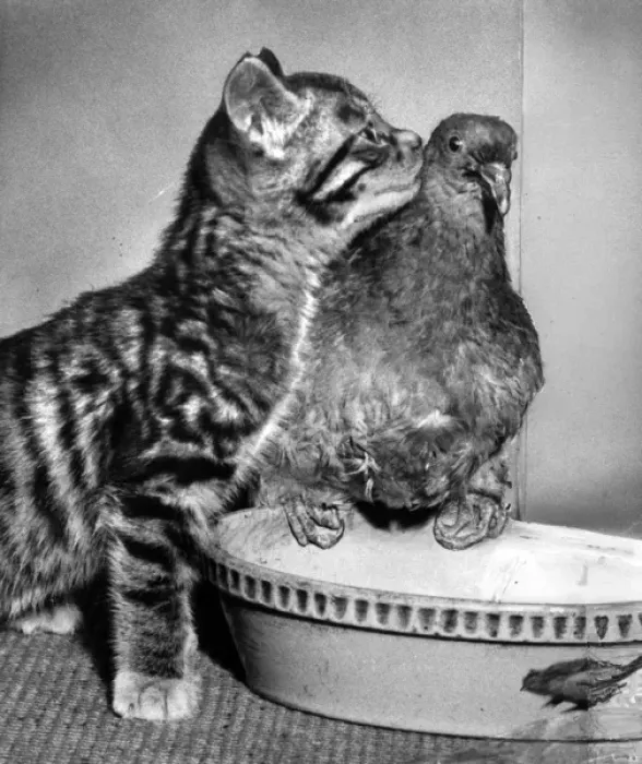 Framed Print : Tabby kitten and wood pigeon