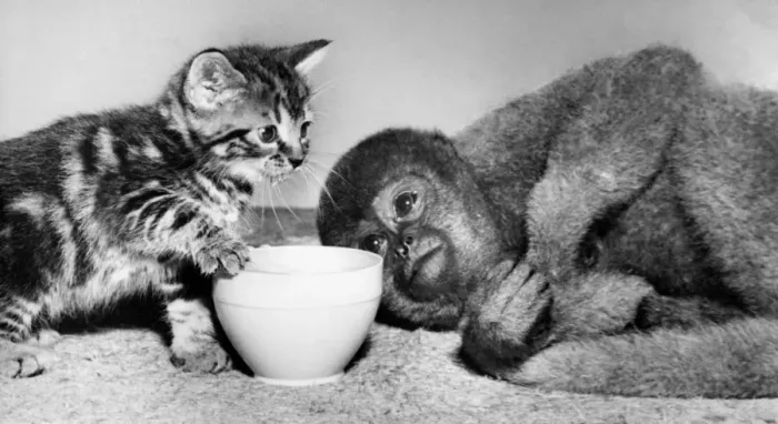 Framed Print : Tabby kitten and woolly monkey Framed Print : Tabby kitten and woolly monkey