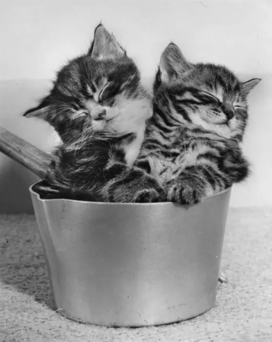Framed Print : Two tabby kittens asleep in a saucepan Framed Print : Two tabby kittens asleep in a saucepan