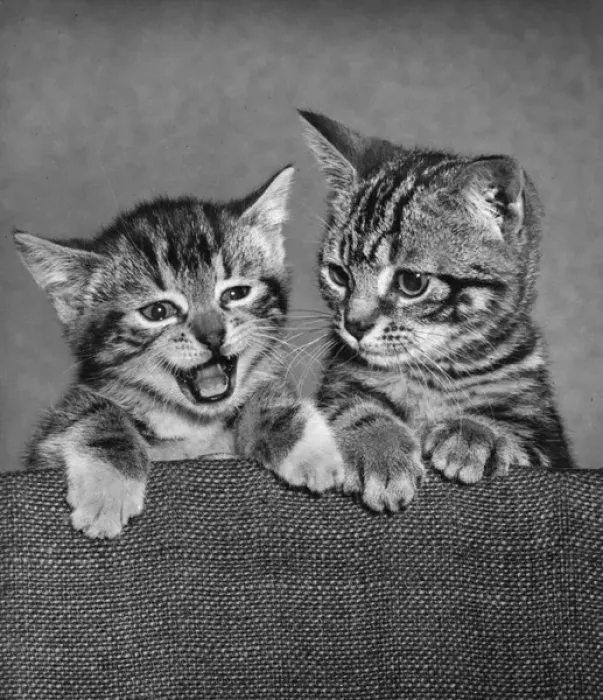 Framed Print : Two tabby kittens on the back of a chair Framed Print : Two tabby kittens on the back of a chair