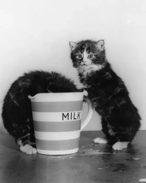 Framed Print : Two tabby kittens with large jug of milk Framed Print : Two tabby kittens with large jug of milk