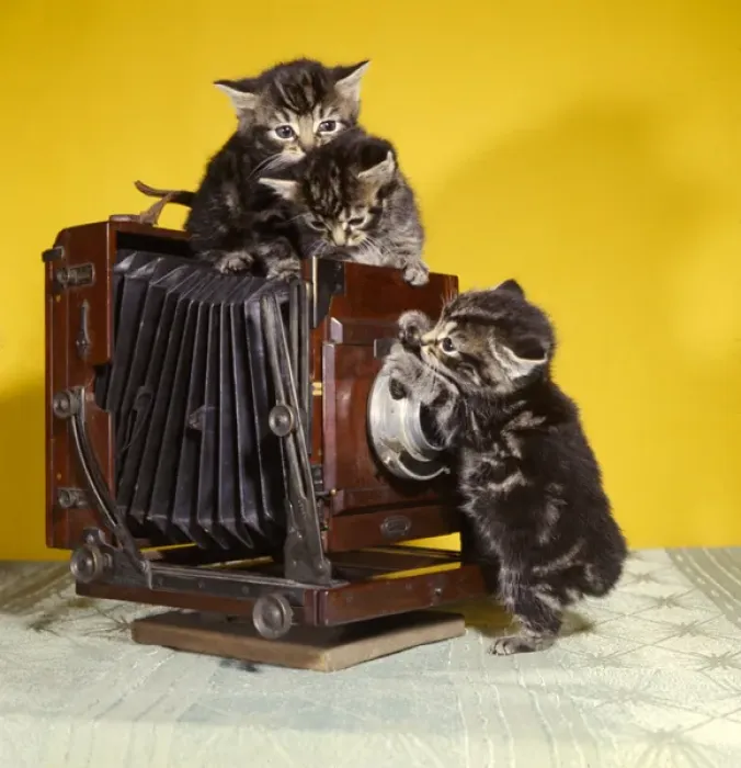 Framed Print : Three tabby kittens with an old camera Framed Print : Three tabby kittens with an old camera