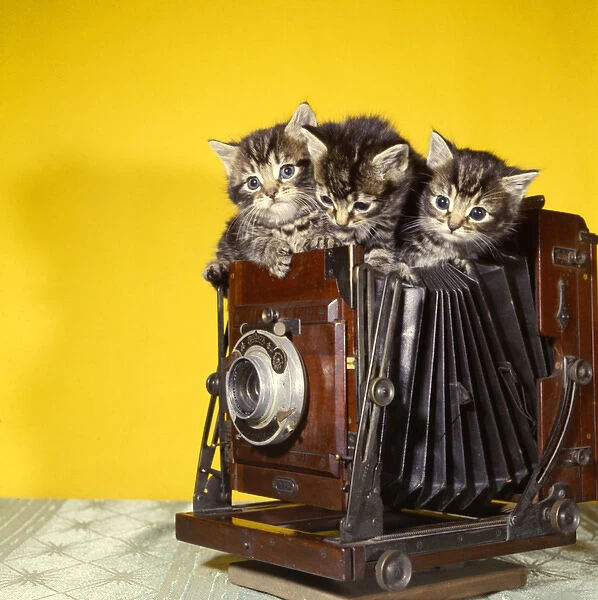 Three tabby kittens on top of an old camera