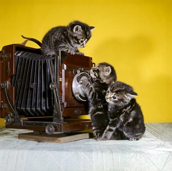 Three tabby kittens with an old camera