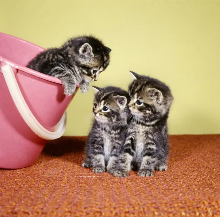 Framed Print : Three tabby kittens with a pink bucket Framed Print : Three tabby kittens with a pink bucket