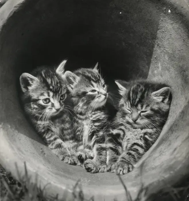 Framed Print : Three tabby kittens in a plantpot Framed Print : Three tabby kittens in a plantpot