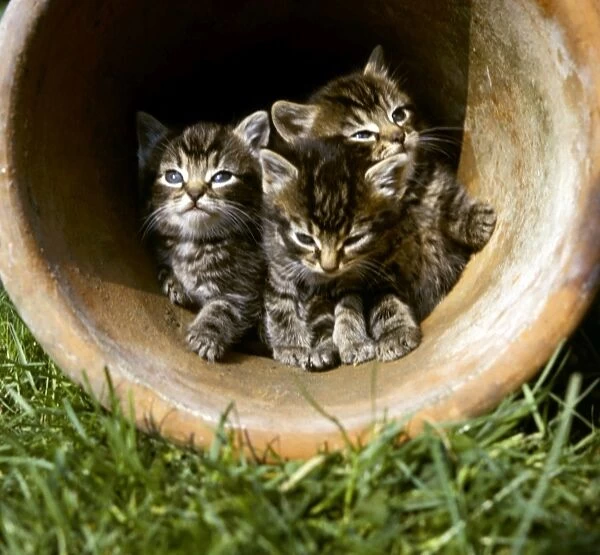 Three tabby kittens in a plantpot