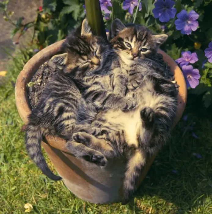 Framed Print : Two tabby kittens in a plantpot Framed Print : Two tabby kittens in a plantpot