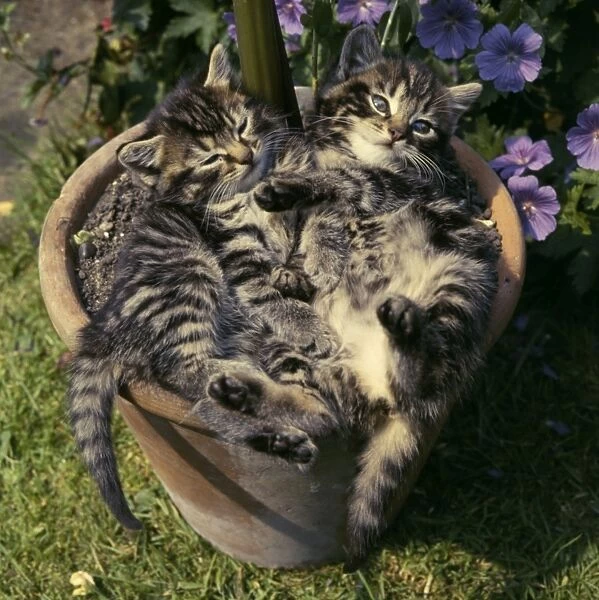 Two tabby kittens in a plantpot