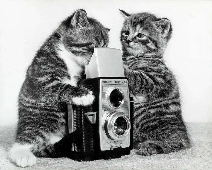 Framed Print : Two Tabby Kittens play with a Kodak Brownie Reflex 20 camera Framed Print : Two Tabby Kittens play with a Kodak Brownie Reflex 20 camera