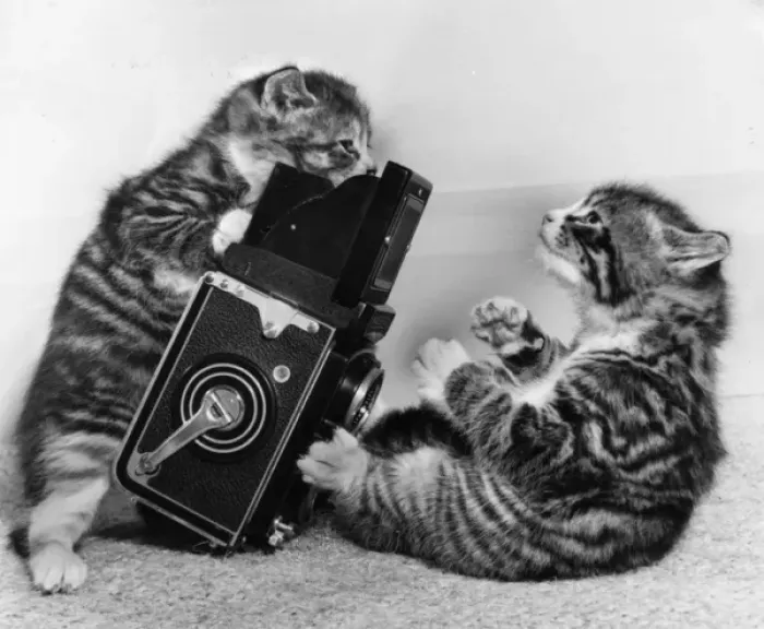 Framed Print : Two tabby kittens playing with a camera Framed Print : Two tabby kittens playing with a camera