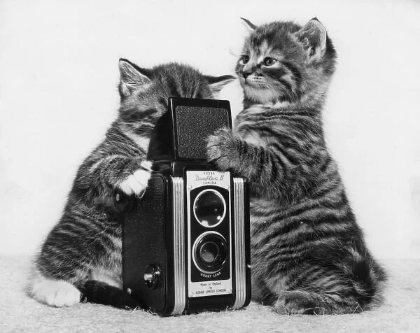 Two tabby kittens playing with a camera