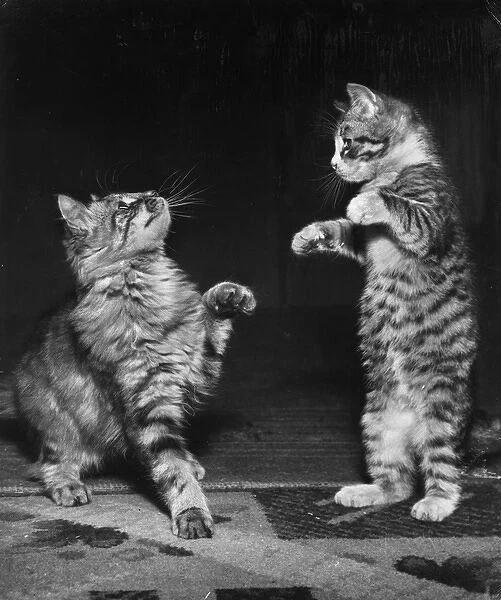 Two tabby kittens playing a game