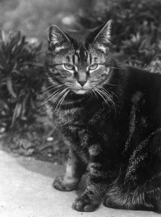 Framed Print : TABBY OUTSIDE Framed Print : TABBY OUTSIDE