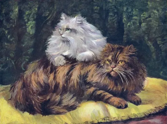Framed Print : Tabby / Silver Persians Framed Print : Tabby / Silver Persians