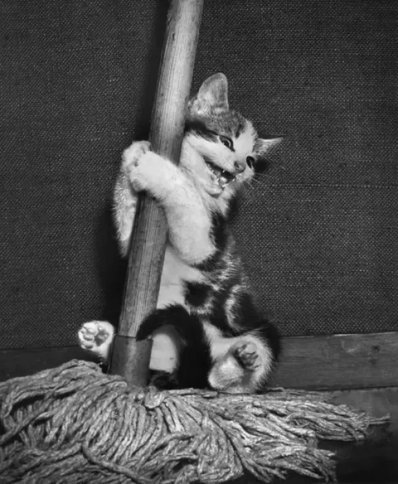 Framed Print : Tabby and white kitten with a mop Framed Print : Tabby and white kitten with a mop