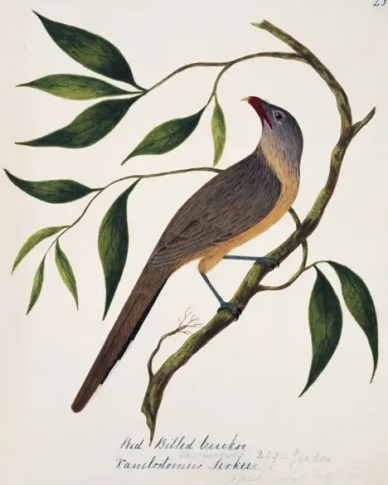 Framed Print : Taccocua leschenaultii, sirkeer malkoha Framed Print : Taccocua leschenaultii, sirkeer malkoha